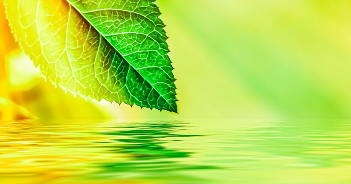 Alphanosos-PhytoPyo-Caracteristiques-mobile PhytoPyo, caractéristiques Feuils touchant l'eau sur dans les tons verts et jaunes