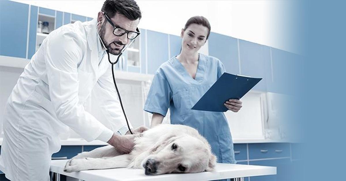 Alphanosos-certified-security OhytoPyo une sécurité certifiée<br />
Vétérinaire effectuant les contrôles sur un chien