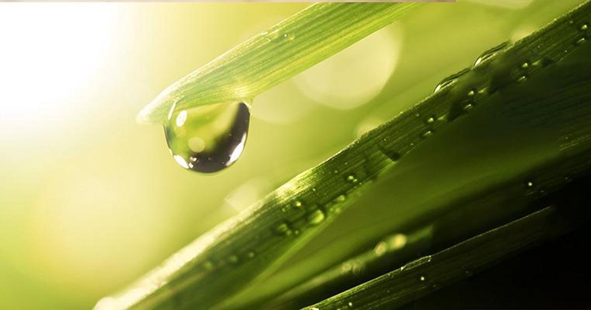 Alphanosos-composition PhytoPyo, composition<br />
eau sur une feuille