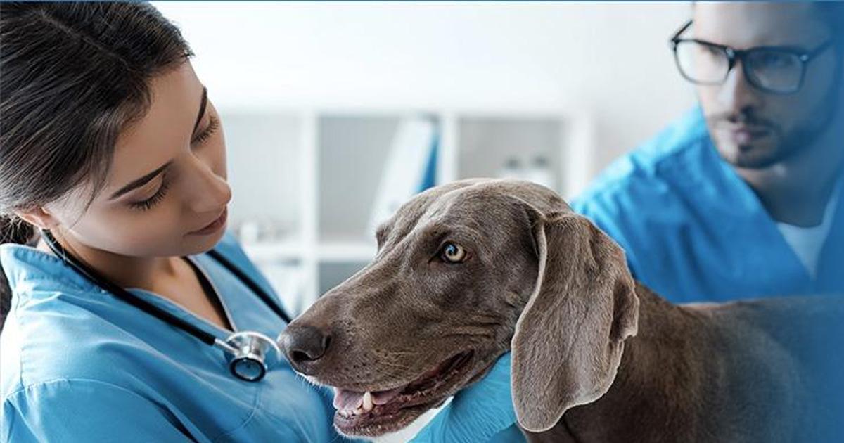 Alphanosos-proved-by-clinical-test Cas clinique à l'appui<br />
Chien entouré de 2 vétérinaires