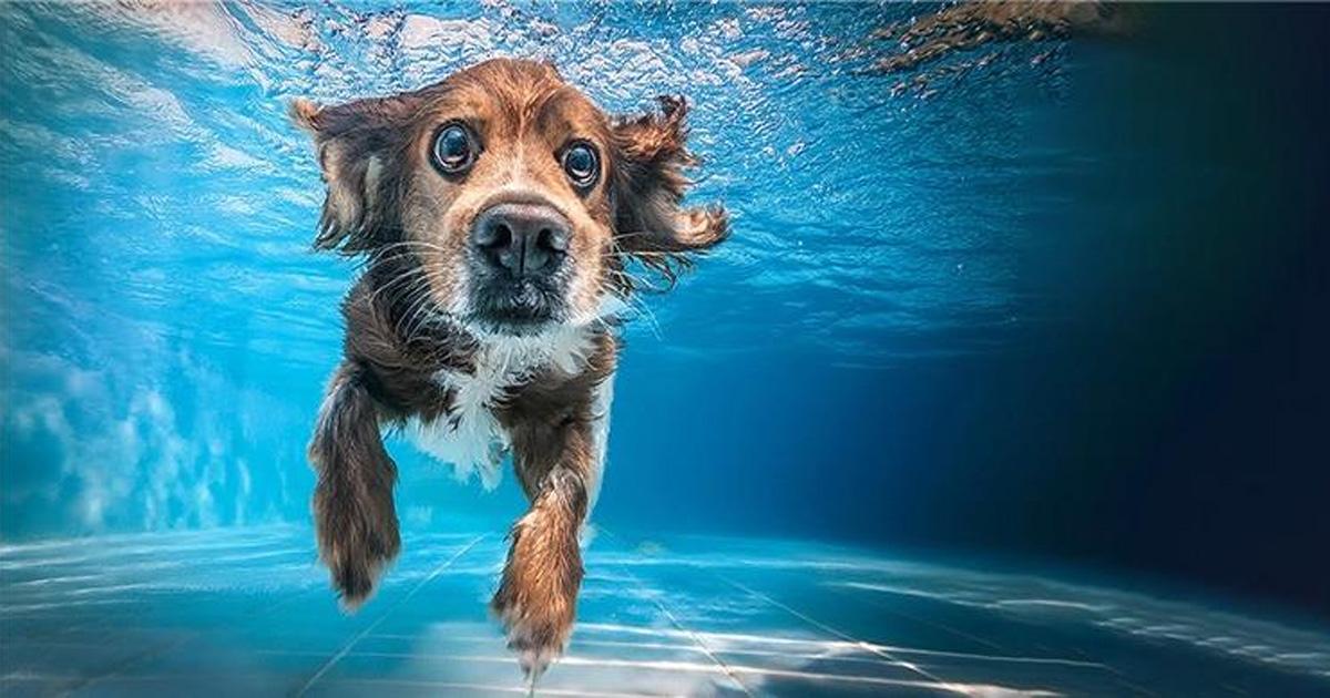 Alphanosos-un-bouclier-anti-deshydratation Un bouclier anti-déshydratation<br />
Chien sous l'eau dans une piscine