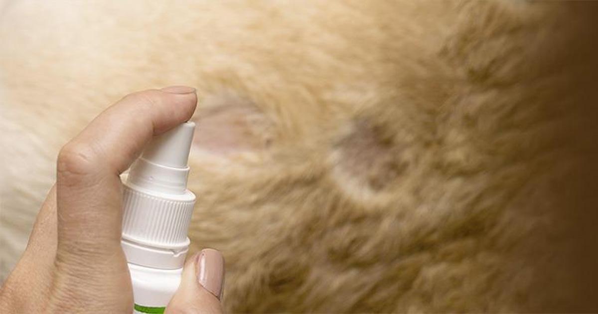 Alphanosos-usage-conditions PhytoPyo, conditions d'utilisation<br />
Main avec un spray appliqué sur du pelage touché par la pyodermite du chien