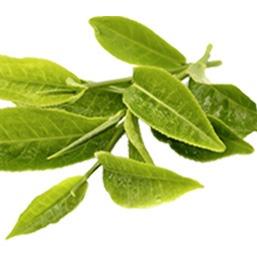 Feuilles de thé, extrait de la librairie de plus de 1000 plantes d'Alphanosos