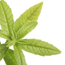 Feuilles de verveine, extrait de la librairie de plus de 1000 plantes d'Alphanosos