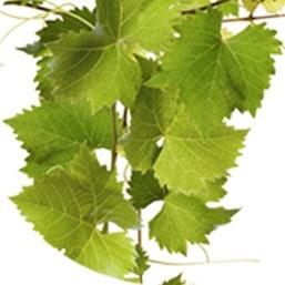 Feuilles de vigne, extrait de la librairie de plus de 1000 plantes d'Alphanosos
