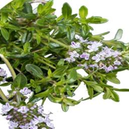 Sarriette des montagnes, extrait de la librairie de plus de 1000 plantes d'Alphanosos