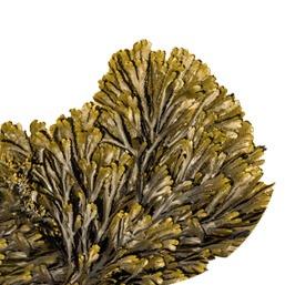 Fucus, extrait de la librairie de plus de 1000 plantes d'Alphanosos