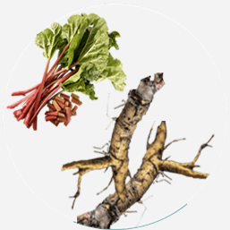 Racines de Rhubarbe