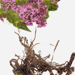 Racines de valériane, extrait de la librairie de plus de 1000 plantes d'Alphanosos