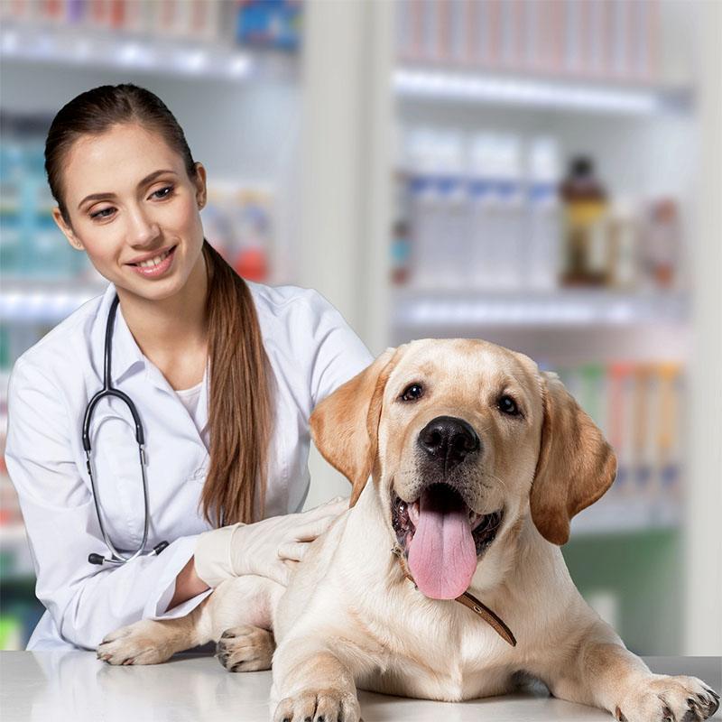 PhytoPyo-Mousse-Nettoyante-Cas-clinique Mousse nettoyante - Cas clinqiue<br />
Vétérinaire avec un chien content