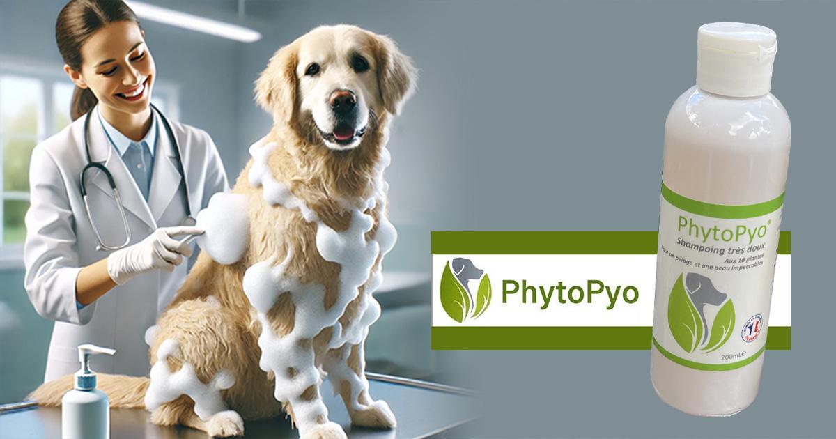 PhytoPyo-Mousse-Nettoyante-application-mobile Mousse nettoyante PhytoPyo Vétérinaire appliquant de la mousse nettoyante sur un chien