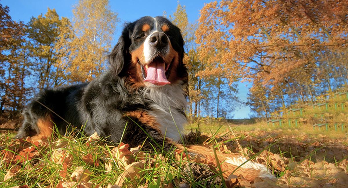PhytoPyo-Mousse-Nettoyante-caracteristiques-mobile PhytoPyo Mousse Nettoyantes - Caractéristiques<br />
Chien allongé dans l'herbe dans la nature