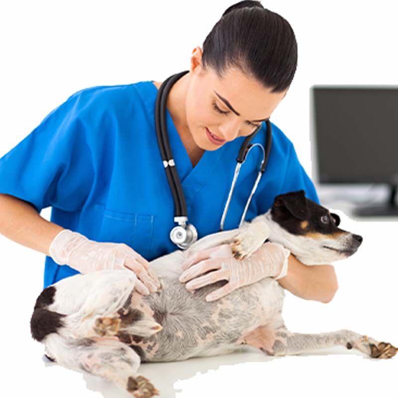 PhytoPyo-Mousse-Nettoyante-sous-Controle-Veterinaire PhytoPyo Mousse Nettoyante . Sous Contrôle Vétérinaire<br />
Vétérinaire oscultant un chien
