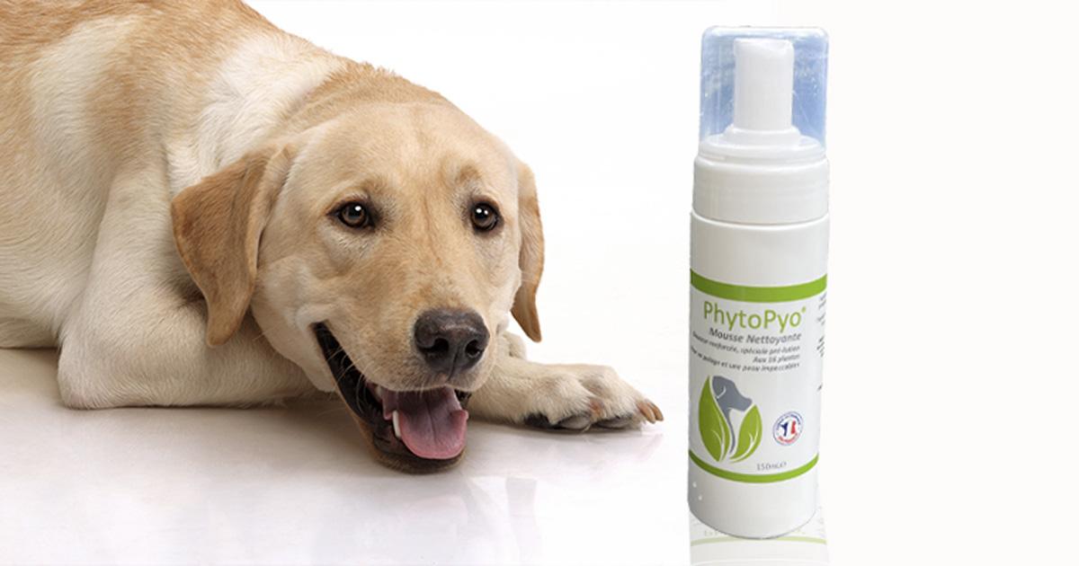PhytoPyomousse-nettoyante-avis-mobile Mousse nettoyante PhytoPyo Chien allongé content regardant la mousse nettoyante