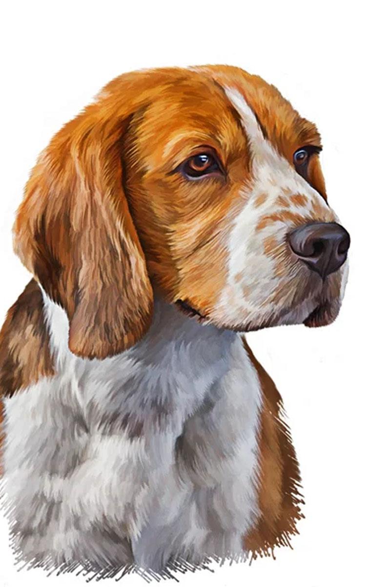 02.Beagle-pyodermite Beagle