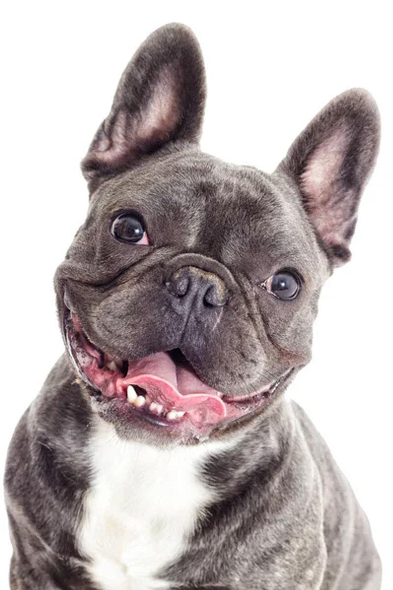03.Bouledogue-francais-pyodermite Bouledogue francais pyodermite
