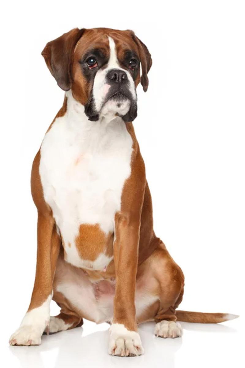 04.Boxer-pyodermite Boxer pyodermite