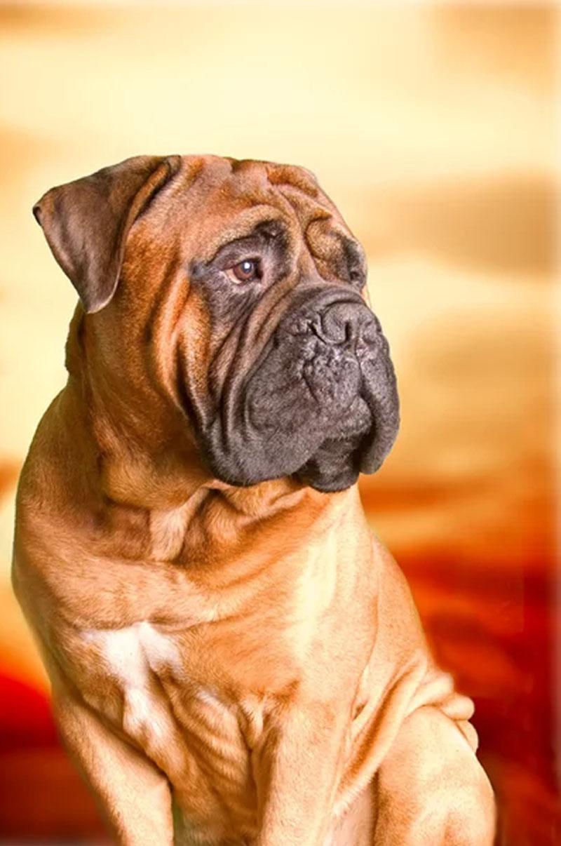06.Bullmastiff-pyodermite Bullmastiff pyodermite