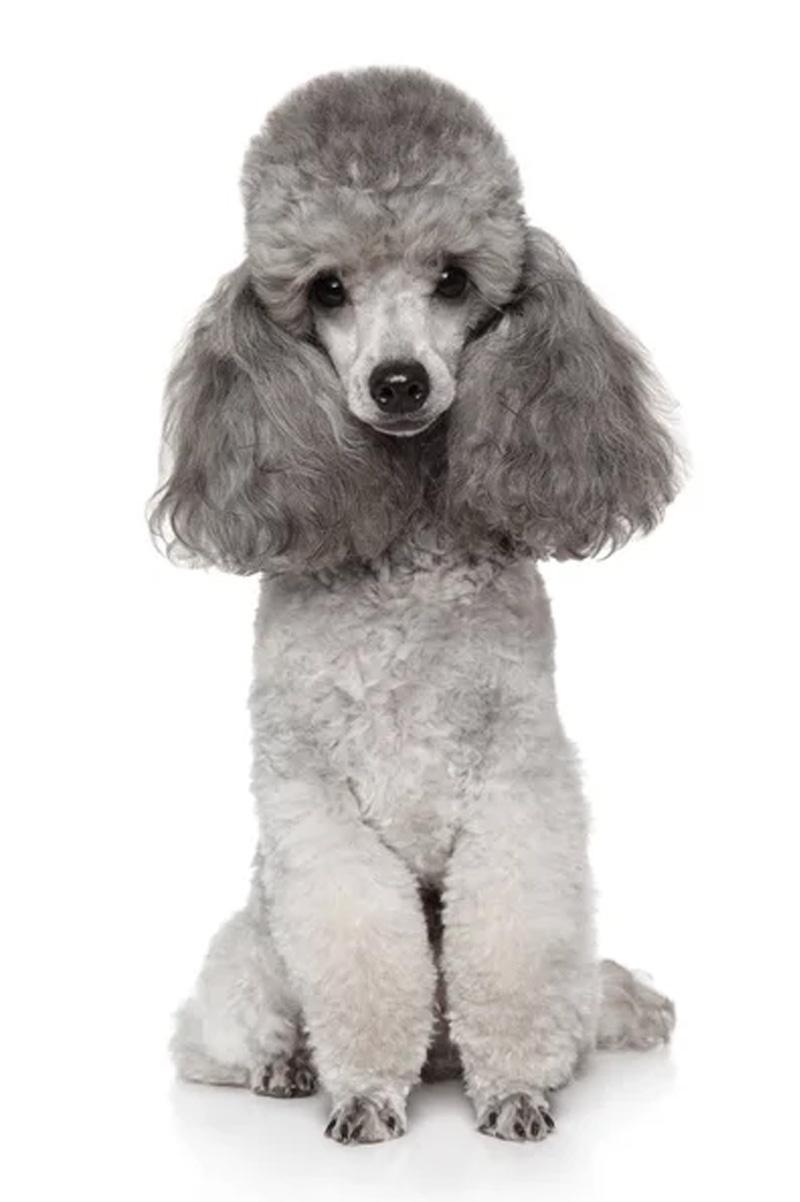 07.Caniche-pyodermite Caniche pyodermite