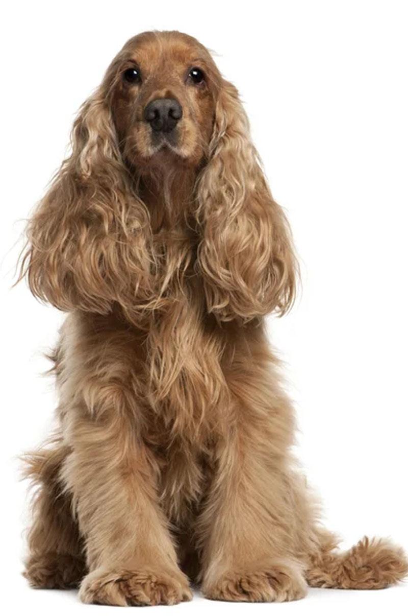 08.Cocker-spaniel Cocker spaniel pyodermite