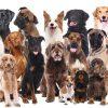 Les races de chien particulièrement touchées par la pyodermite