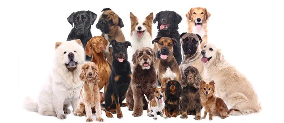 Les races de chien particulièrement touchées par la pyodermite