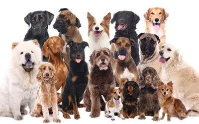 Les races de chiens les plus touchées par la pyodermite : comprendre pour mieux agir